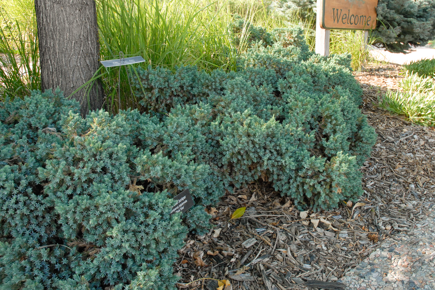 Blue Star Juniper